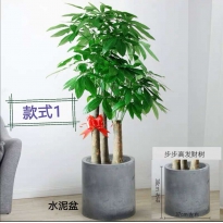 三杆发财树（大）