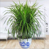 1.5米独杆多头龙血树