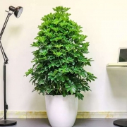 大鸭脚木