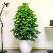 大鸭脚木