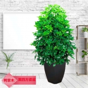 小鸭脚木