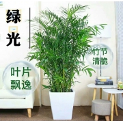 小号夏威夷椰子